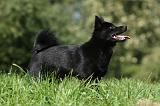 SCHIPPERKE 705